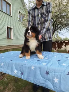 Щенок Бернского Зенненхунда