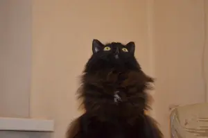 Домашняя кошка ищет дом!