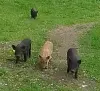 Поросята