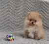 Шпиц мини мальчик