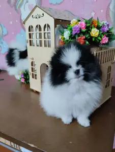 Шпиц померанский