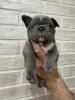 Щенки французского бульдога