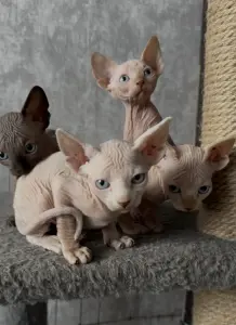 Котята канадского сфинкса
