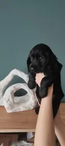 Щенки