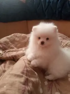 Померанский шпиц