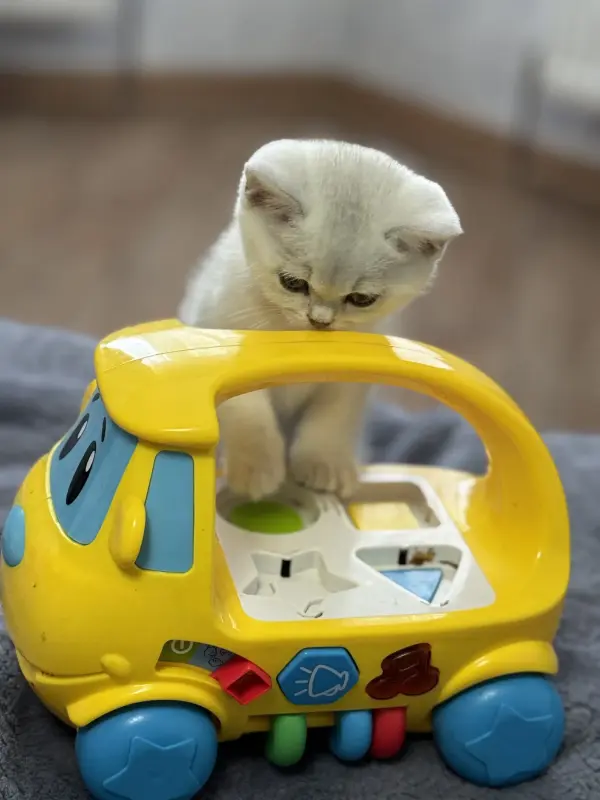 Шотландский прямоухий котенок