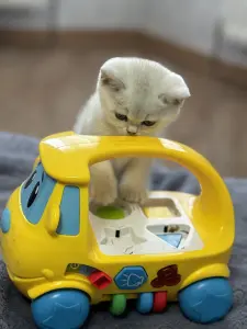 Шотландский прямоухий котенок