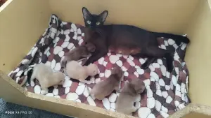 Европейская Бурма котята Бронирование