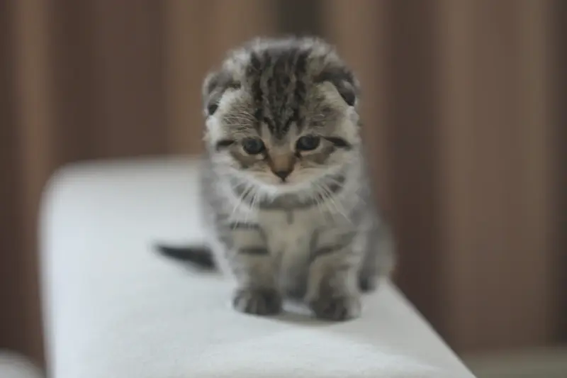котята