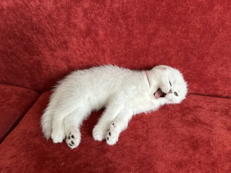 Шотландский котенок/котята вислоухие белые/серебро