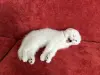 Шотландский котенок/котята вислоухие белые/серебро