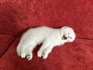 Шотландский котенок/котята вислоухие белые/серебро