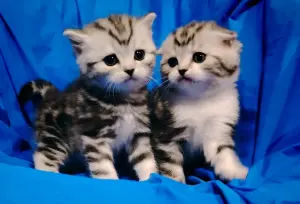 Шотландские котята.