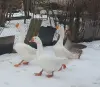 гусята