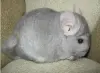 Шиншила