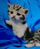 Шотландские котята.