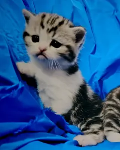 Шотландские котята.
