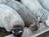овцы