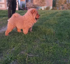 Чау-чау