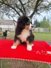 Бернский зенненхунд чистокровный щенок