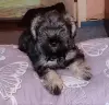 Щенок (девочка) цвергшнауцера