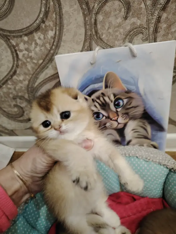 Котики