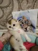 Котики