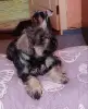 Щенок (девочка) цвергшнауцера