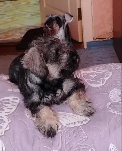 Щенок (девочка) цвергшнауцера