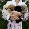 Померанский шпиц щенки мини мишка разных окрасов