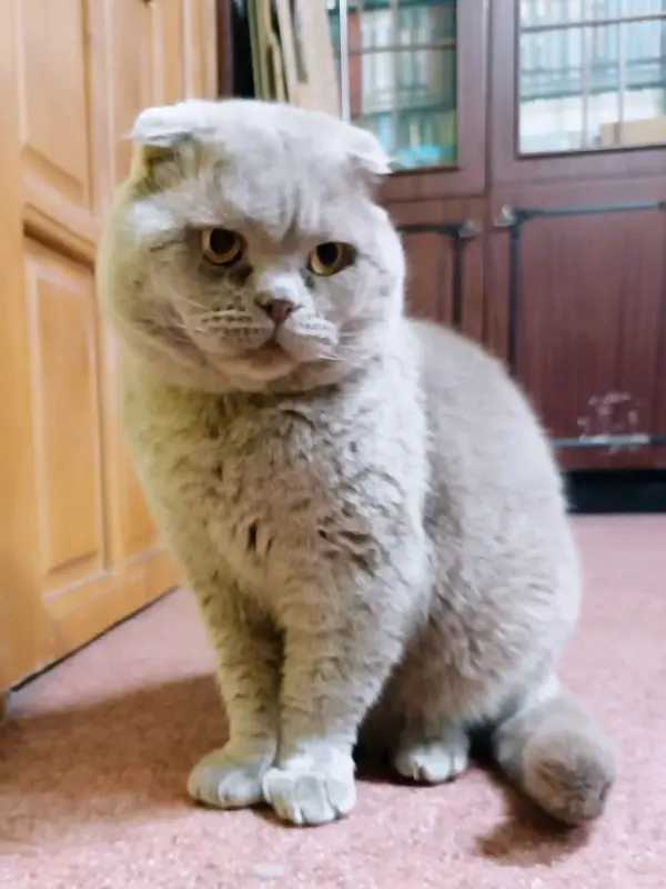 Василий - лиловый вислоухий кот