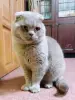 Василий - лиловый вислоухий кот