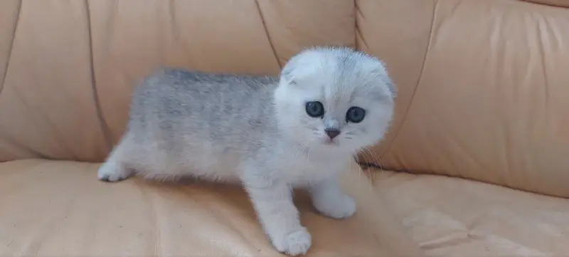 Шотландский котенок/котята вислоухие белые/серебро