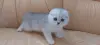 Шотландский котенок/котята вислоухие белые/серебро