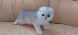 Шотландский котенок/котята вислоухие белые/серебро