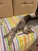 Кошечка в дар