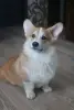 вельш корги пемброк щенки