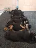 Щенки немецкой овчарки