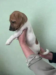 Щенок Джек Рассел