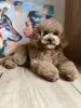 Щенки пуделя