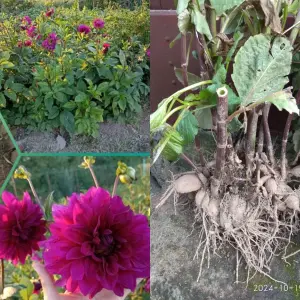 Лилии,ромашка,пион,крыжовник,Ежевика,