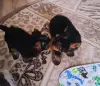 Щенок