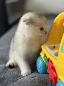 Шотландский котенок