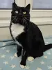 Кот Барин - красавец большун