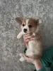Корги