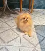 Шпиц шикарный мишка.