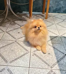 Шпиц шикарный мишка.