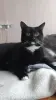 Кастрированный молодой котик в дар