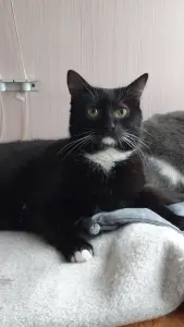 Кастрированный молодой котик в дар