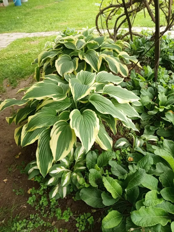 Цветы, кустарники, хвойники